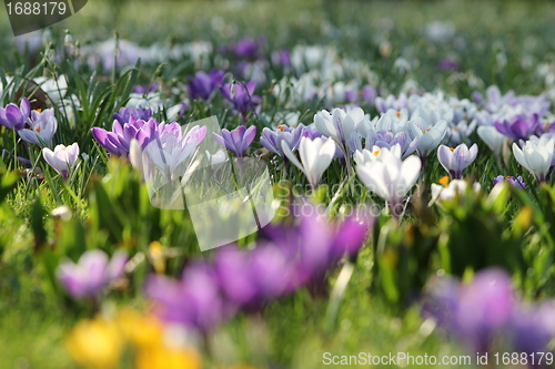 Image of summer flower meadow
