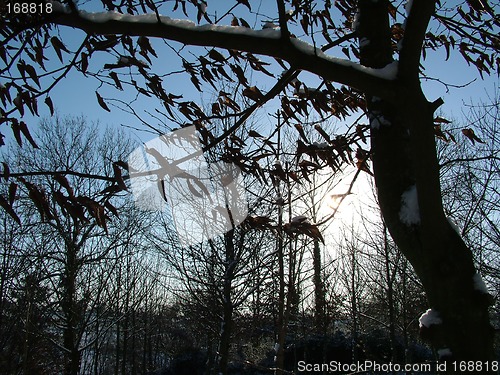 Image of Winter Snow