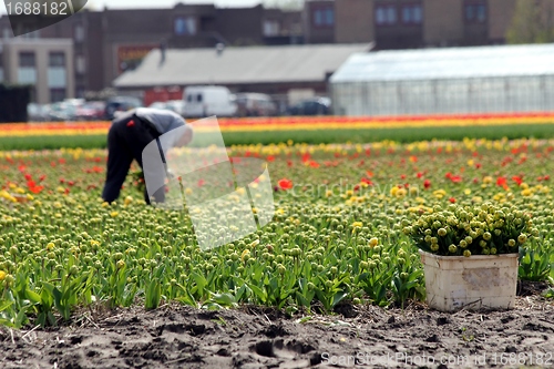Image of worker collecting tulip flowers