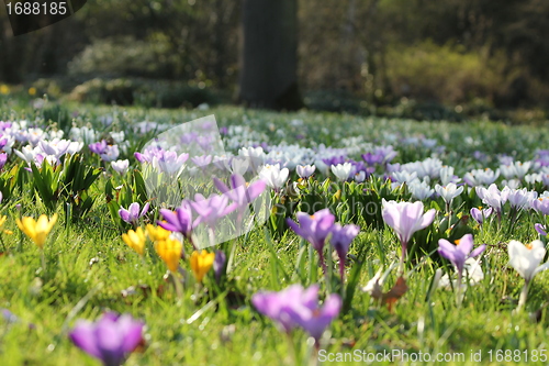 Image of summer flower meadow