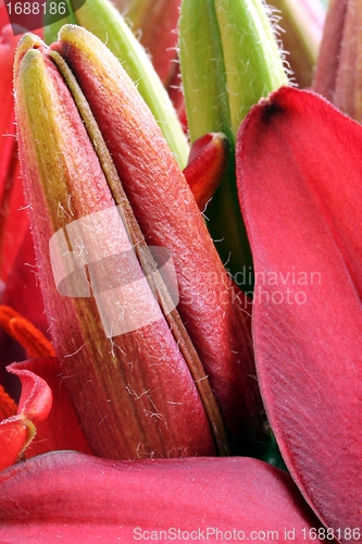 Image of flower part close up