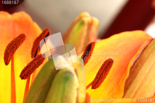 Image of flower stamps close up