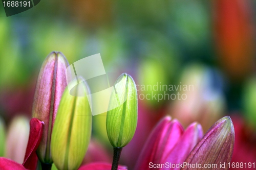 Image of flower part close up