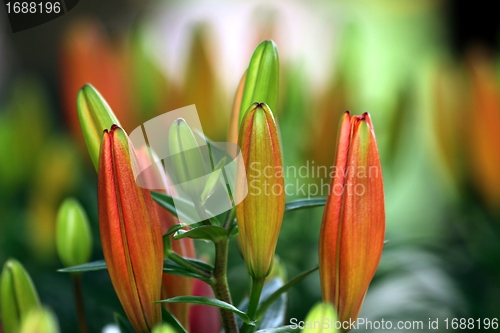 Image of flower part close up