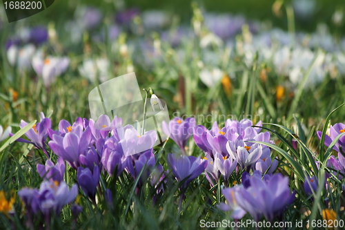 Image of summer flower meadow