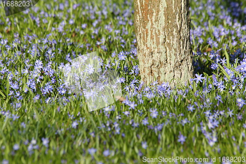 Image of summer flower meadow