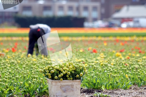 Image of worker collecting tulip flowers