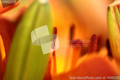 Image of flower stamps close up