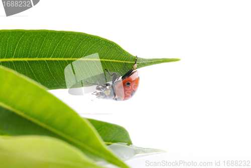 Image of Ladybug in green leaves