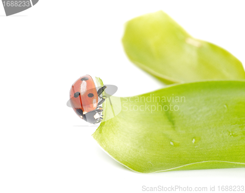 Image of Ladybug in green leaves