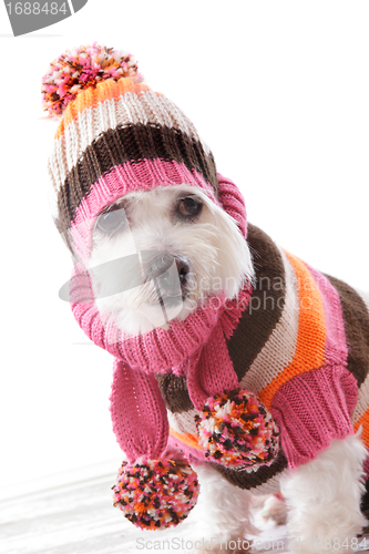 Image of Warm dog wearing knitted beanie and jumper