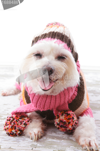 Image of Happy Dog in warm woollen sweater and scarf