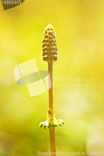 Image of wood horsetail