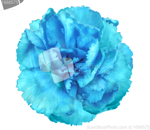 Image of Blue flower of carnation