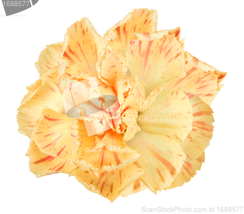 Image of Orange flower of carnation