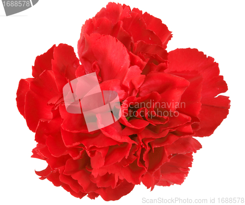Image of One a red carnation
