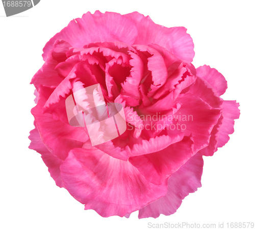 Image of Pink flower of carnation
