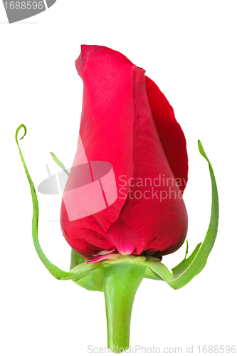 Image of Bud-flower of rose