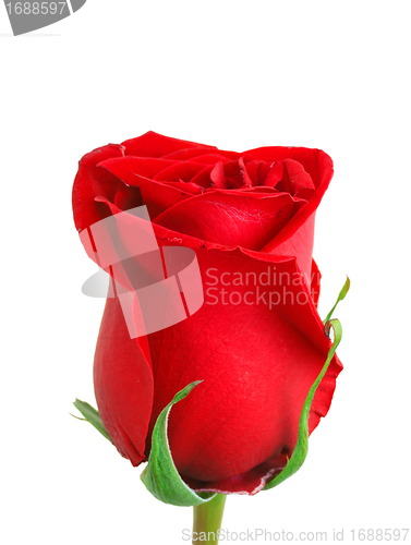 Image of Red bud-flower of rose