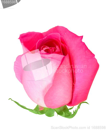 Image of Pink bud-flower of rose