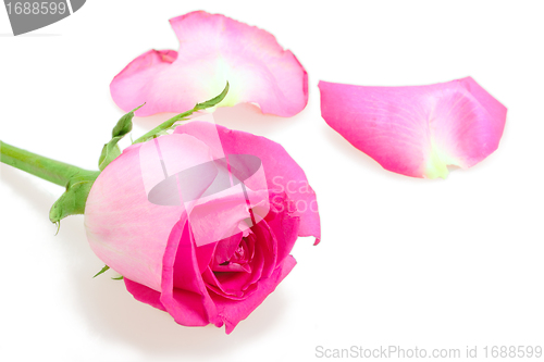 Image of Pink bud-flower of rose