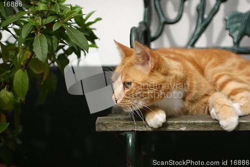 Image of Cat on seat