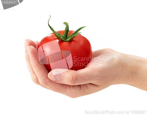 Image of fresh red tomato in the human hand