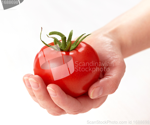 Image of tomato in the human hand