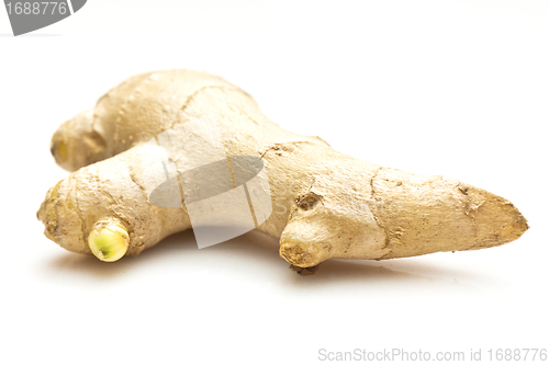 Image of Ginger root isolated on white background 