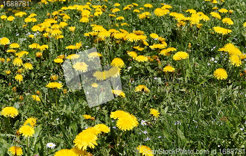 Image of spring meadow