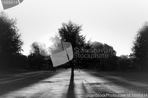 Image of Tree in park against sun BW