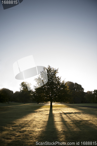 Image of Tree in park against sun