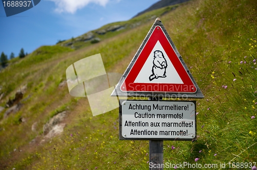 Image of Marmots