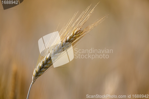 Image of Wheat