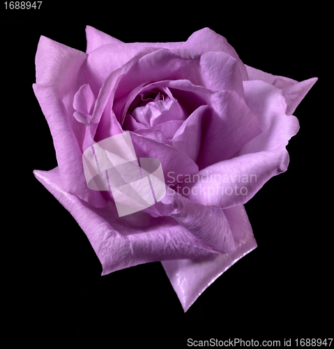 Image of pink rose flower