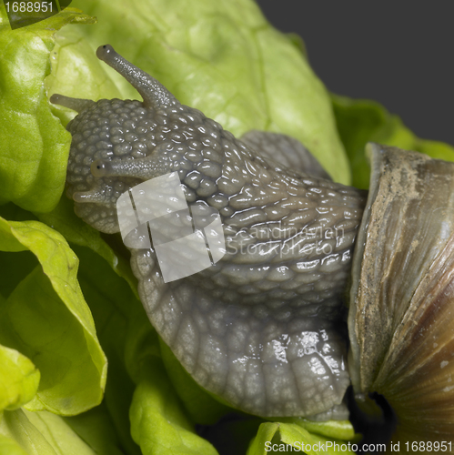 Image of Grapevine snail closeup
