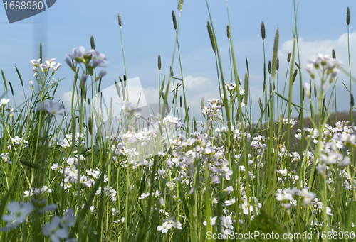 Image of spring meadow detail with blue sky