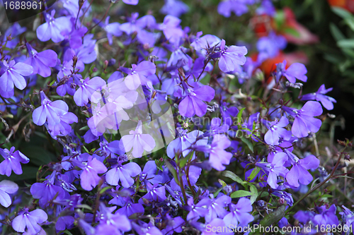 Image of blue flowers