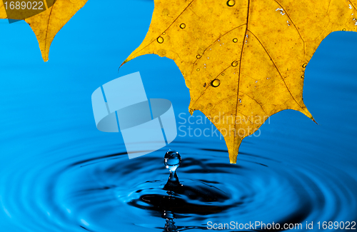 Image of Yellow Leaf and Water Drop