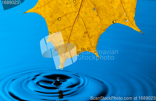 Image of Yellow Leaf and Water Drop