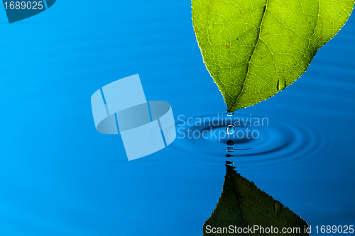 Image of Green Leaf and Water Drop