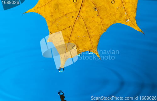 Image of Yellow Leaf and Water Drop