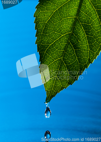 Image of Green Leaf and Water Drop
