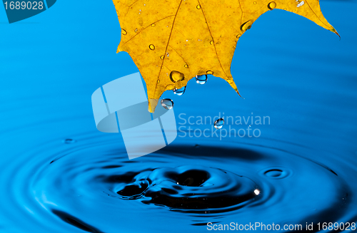 Image of Yellow Leaf and Water Drop
