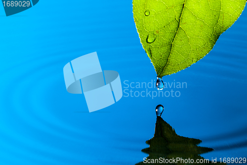 Image of Green Leaf and Water Drop