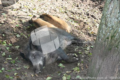 Image of wild boars