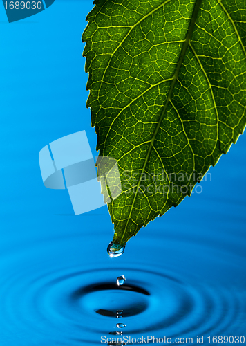 Image of Green Leaf and Water Drop