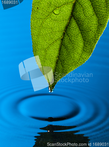 Image of Green Leaf and Water Drop