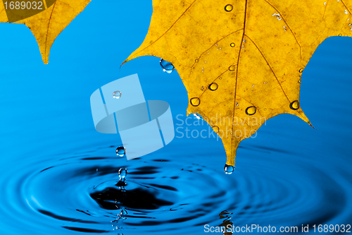 Image of Yellow Leaf and Water Drop