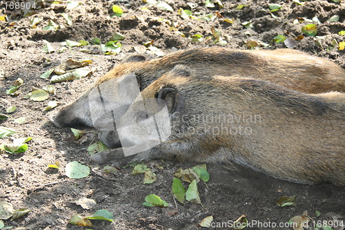 Image of wild boars